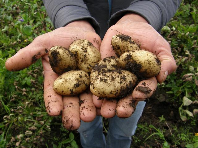 A burgonya nagybani ára ismét emelkedett - Agrotrend