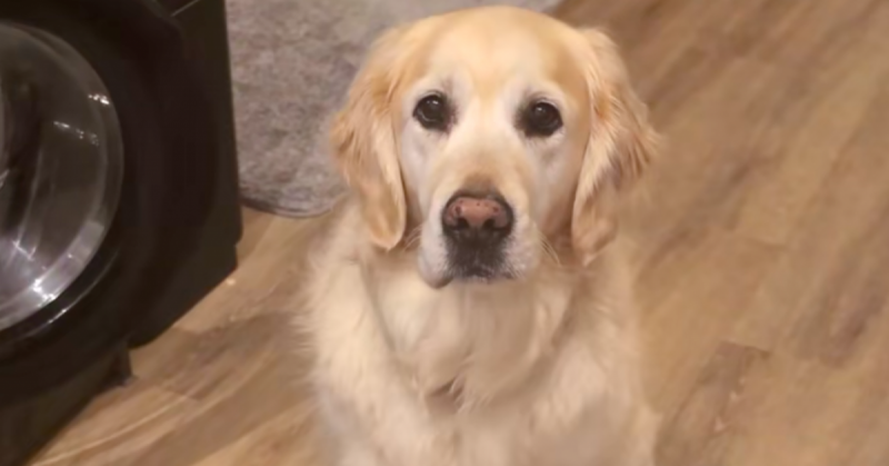 A golden retriever hangos morgással figyelmezteti gazdáját, hogy sürgős helyzet állt elő: a probléma forrása pedig egy pusztító jelenség - nézd meg a videót!